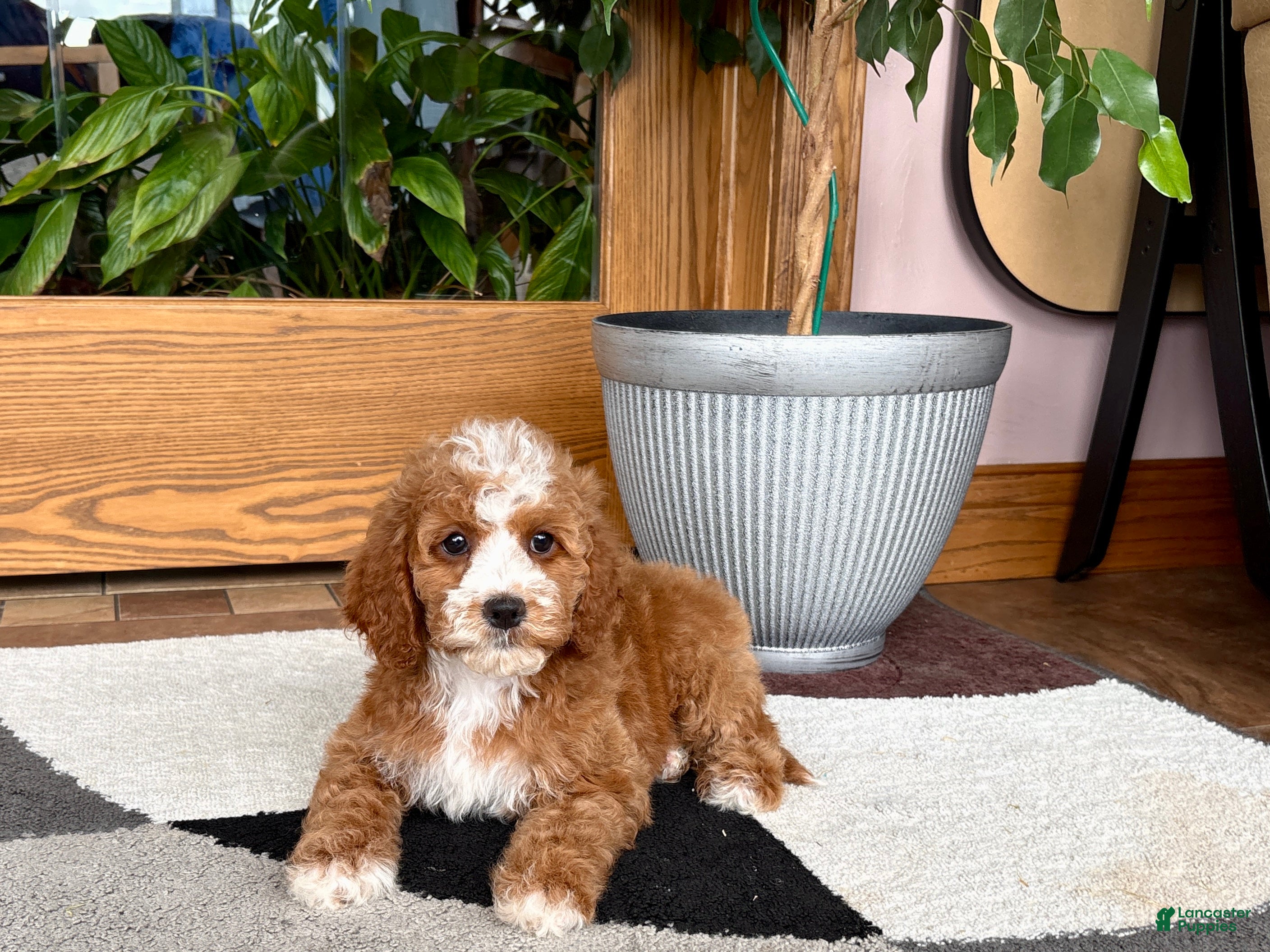 Cavapoo dogs Cavapoo female 1 - Ad 1