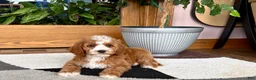 Cavapoo dogs for sale: Cavapoo female 1 - Ad 1