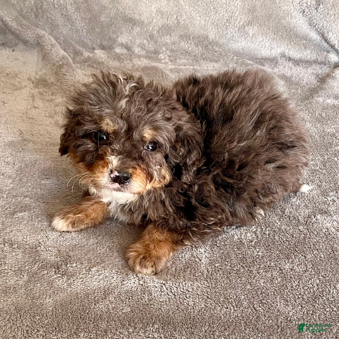Bernedoodle dogs for sale: Judd - Ad 5