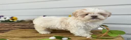 Shih Tzu dogs for sale: Champ - Ad 2
