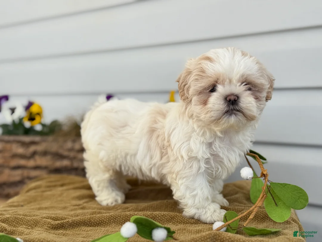 Shih Tzu dogs for sale: Champ - Ad 2