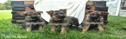 German Shepherd dogs for sale: Orchid - Ad 5