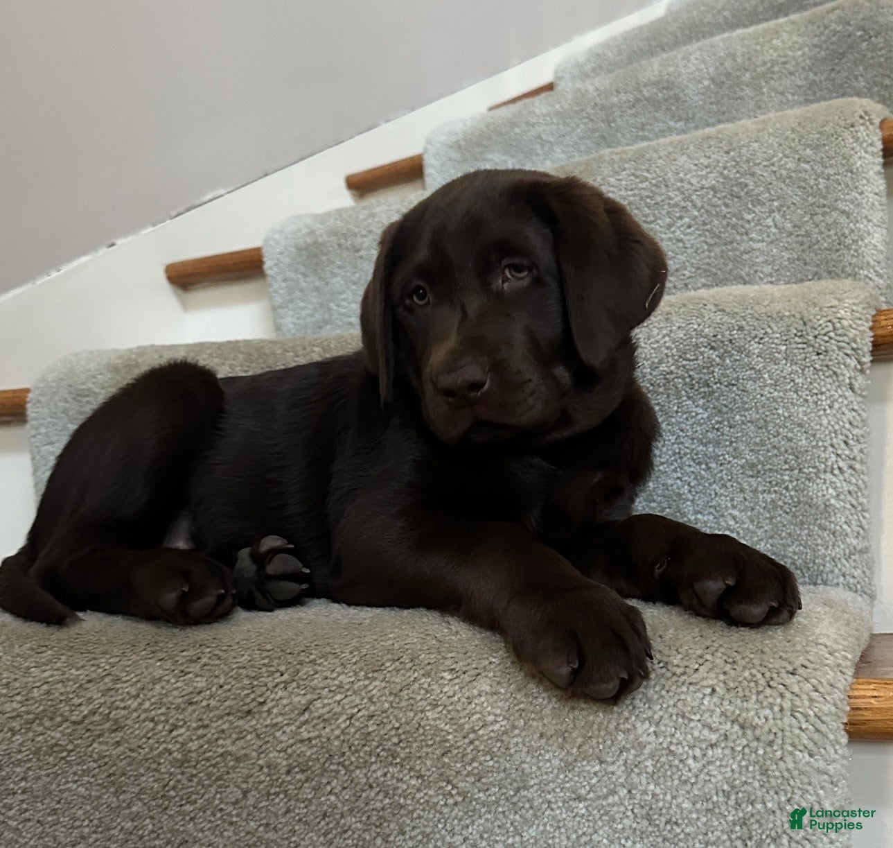 Labrador Retriever dogs Labrador Retriever Puppy 1 - Ad 13