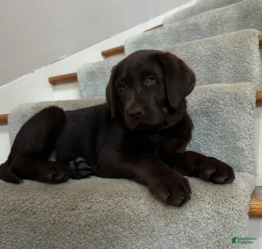 Labrador Retriever dogs for sale: Labrador Retriever Puppy 1 - Ad 1