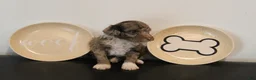 Mixed Breed dogs for sale: Male Mini Poodle - Ad 5