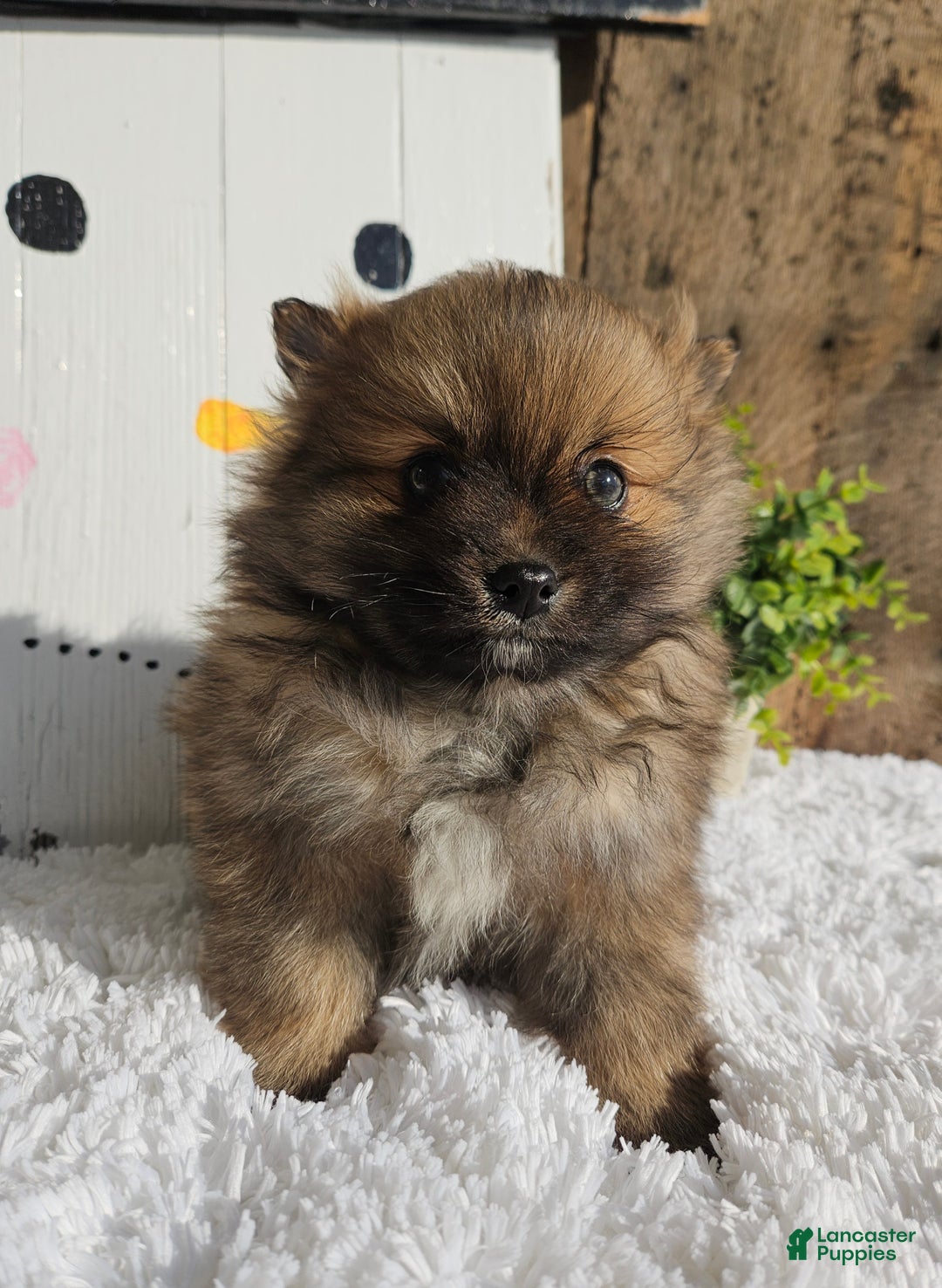 Pomeranian dogs for sale: Tommy - Ad 7