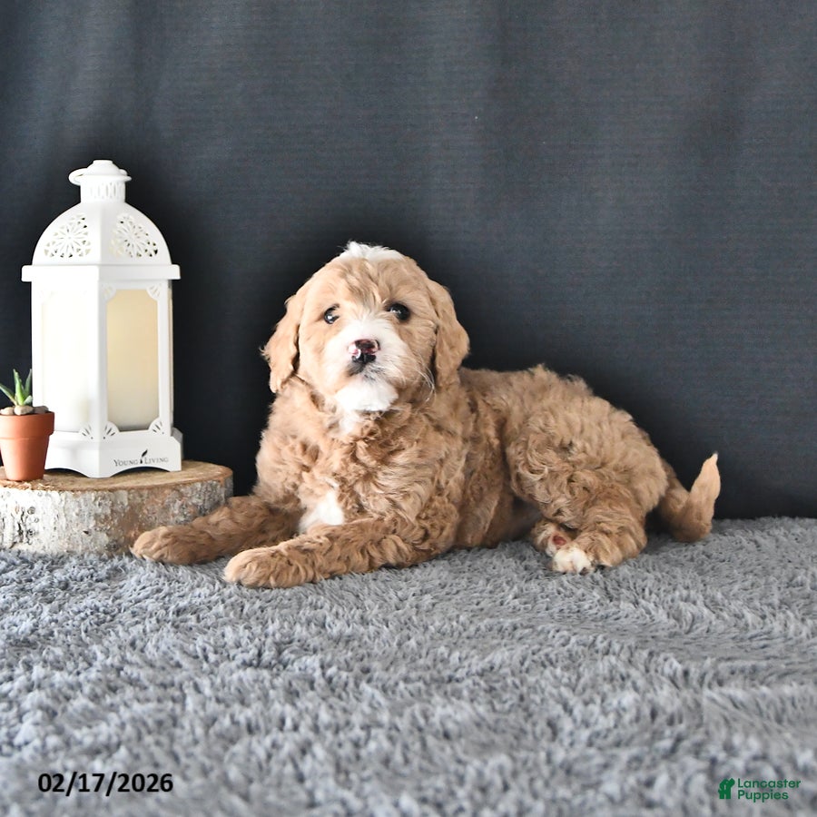Mini Goldendoodle dogs Anne - Ad 1