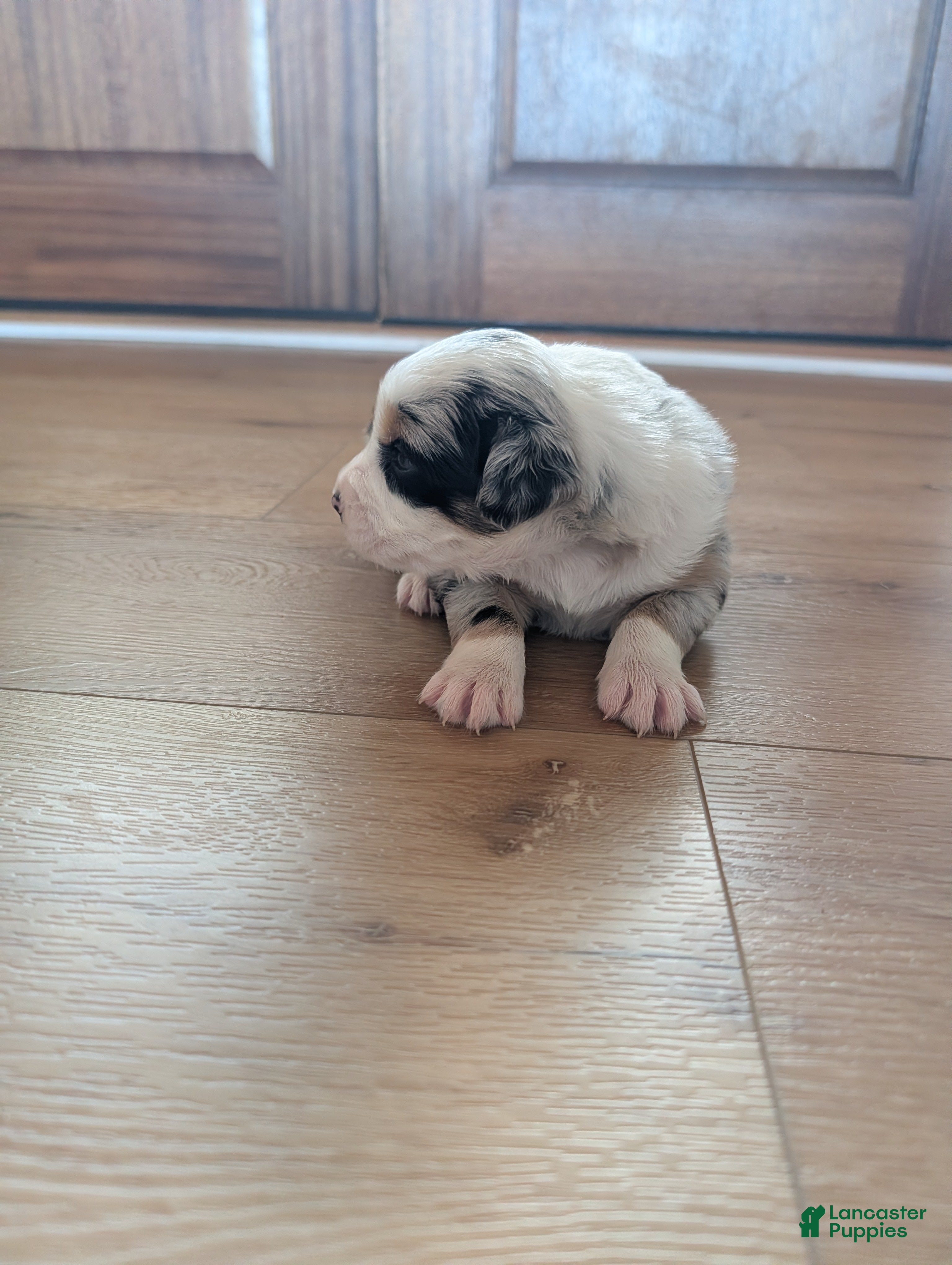 Australian Shepherd dogs Snowy: Female Merle Standard Australian Shepherd  - Ad 22