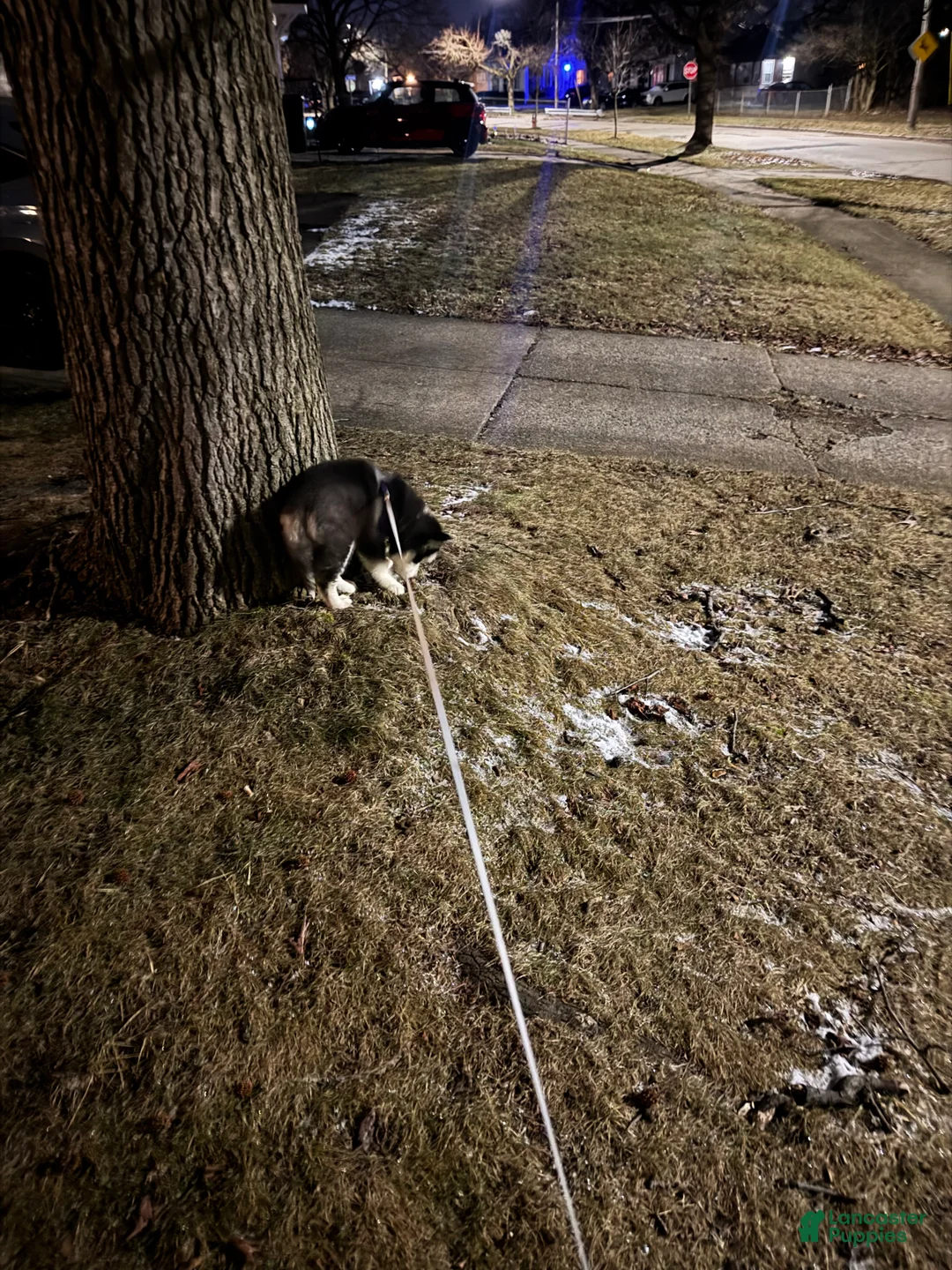 Siberian Husky dogs for sale: Kyra - Ad 2