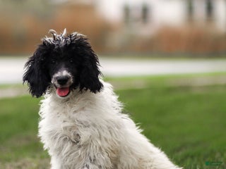 Goldendoodle dogs - Ad 3