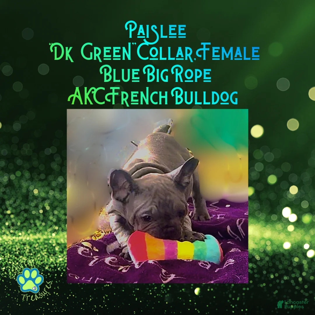 French Bulldog dogs for sale: Paislee “Dark Green” Collar, Female  - Ad 2