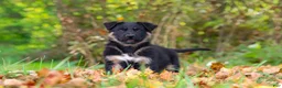 German Shepherd dogs for sale: Randy - Ad 6