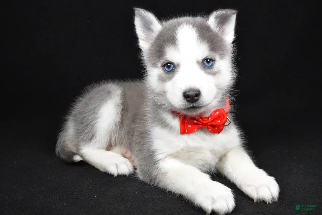 Pomsky dogs for sale: Turbo - Ad 2