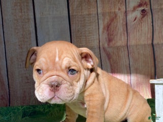 Mixed Breed dogs Baby - Ad 39