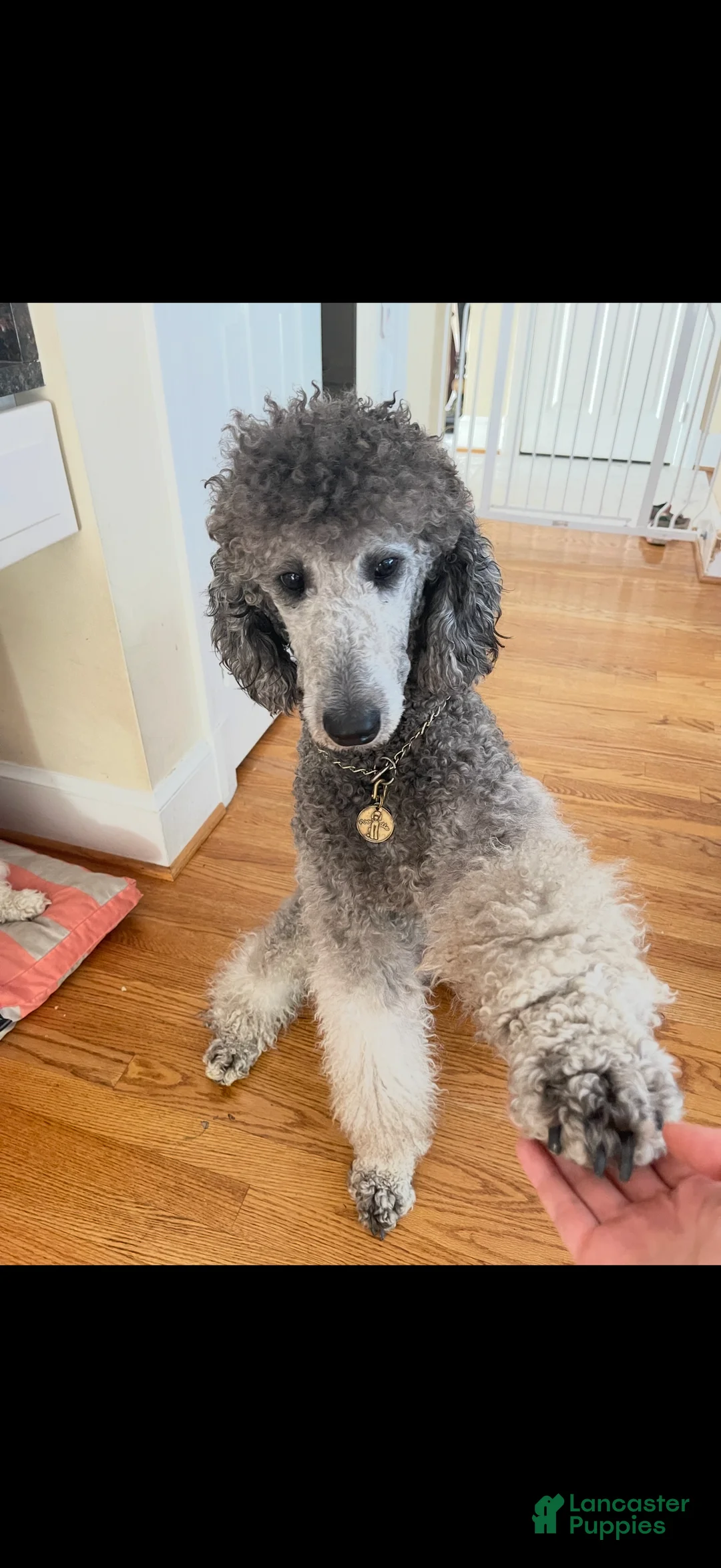 Standard Poodle dogs for sale: Standard Poodle Puppy 4 - Ad 17