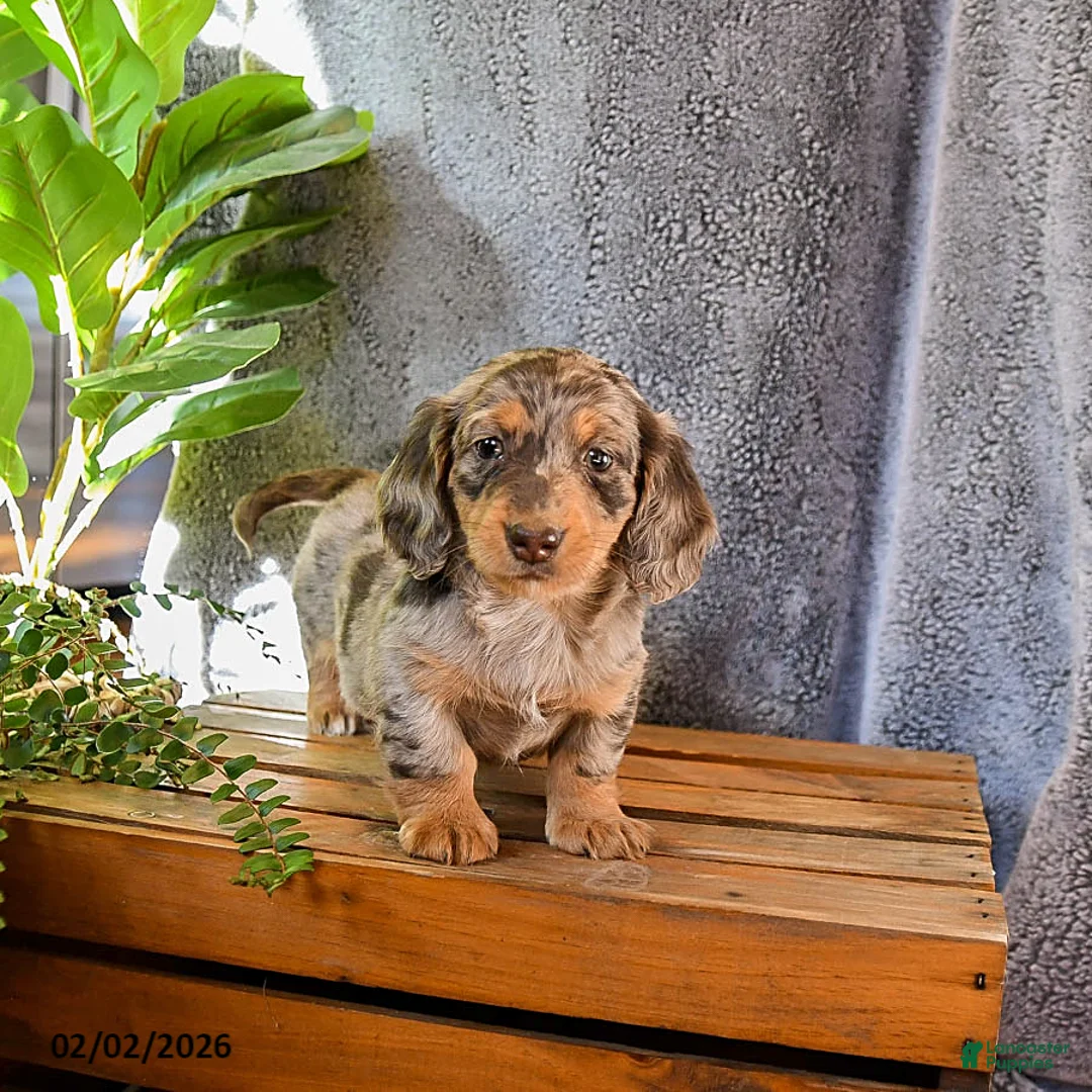 Miniature Dachshund dogs for sale: Casey - Ad 1