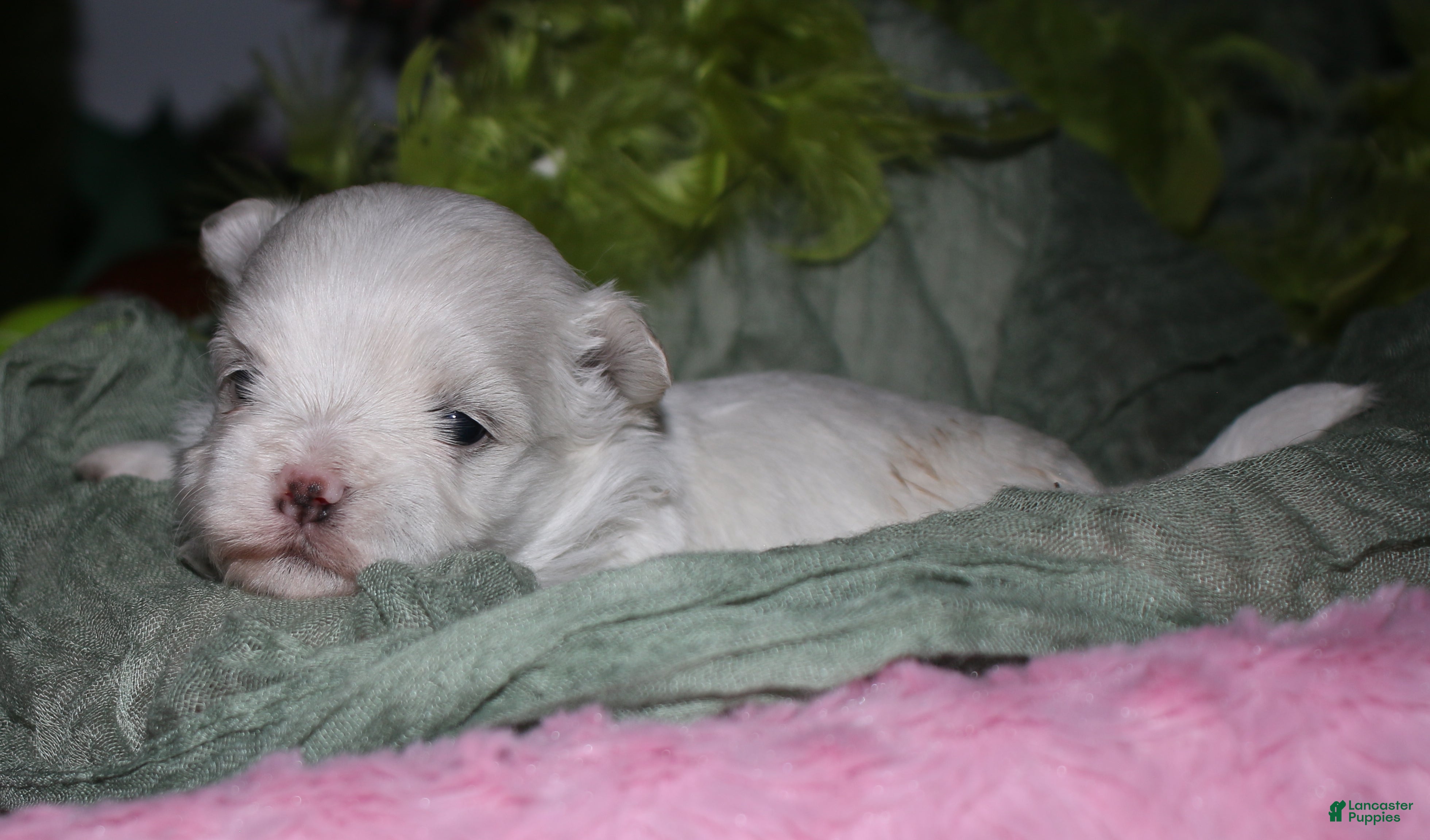 Maltese dogs for sale: Bruiser - Ad 3
