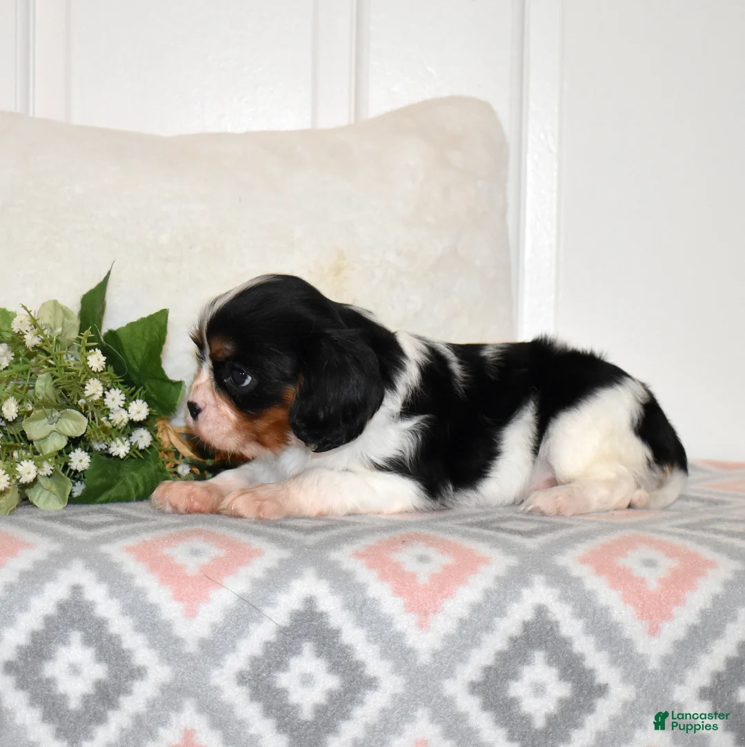 Cavalier King Charles Spaniel dogs for sale: Cookie  - Ad 7