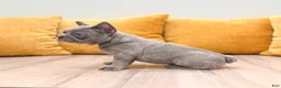 French Bulldog dogs for sale: Asher - Ad 4