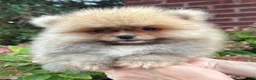 Pomeranian dogs for sale: Benny - Ad 3