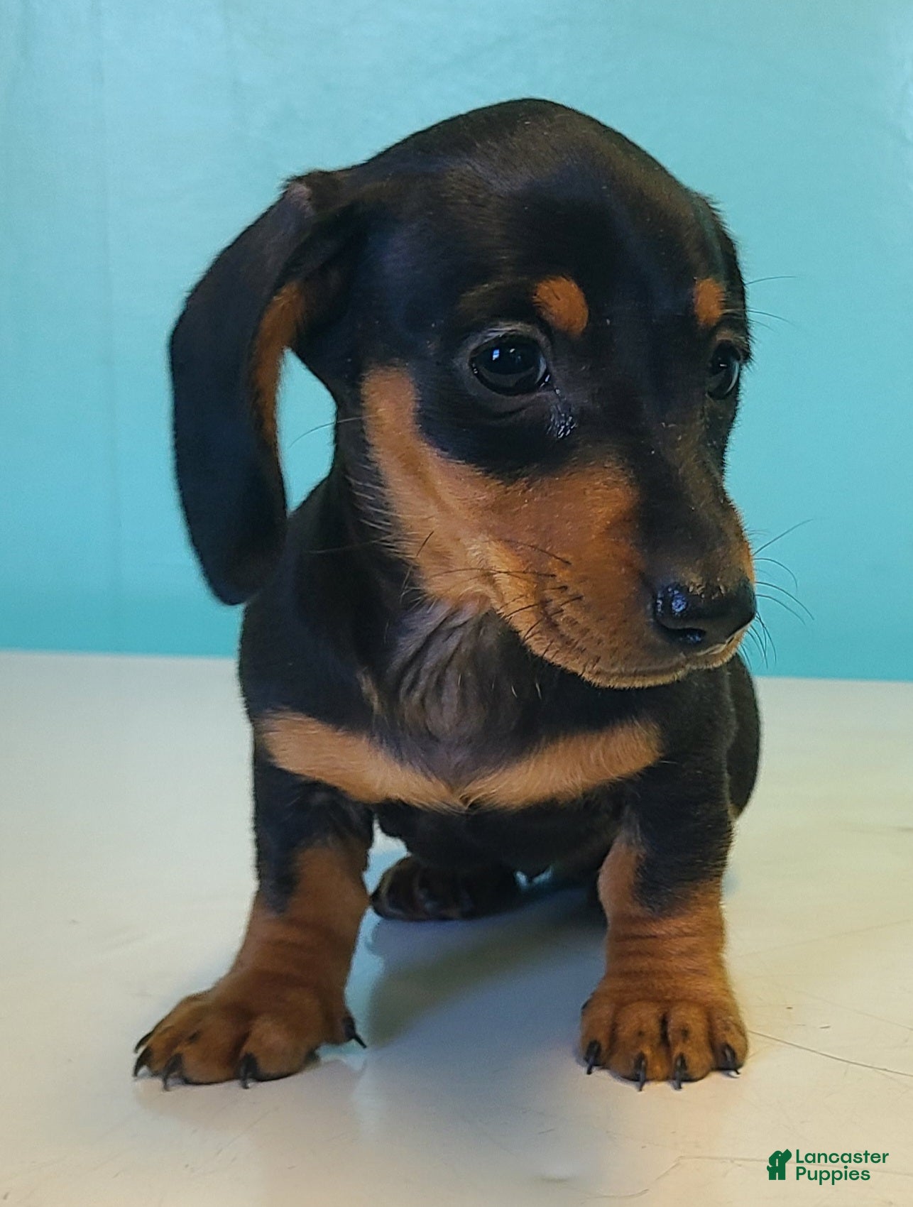 Miniature Dachshund dogs Gemma - Ad 2