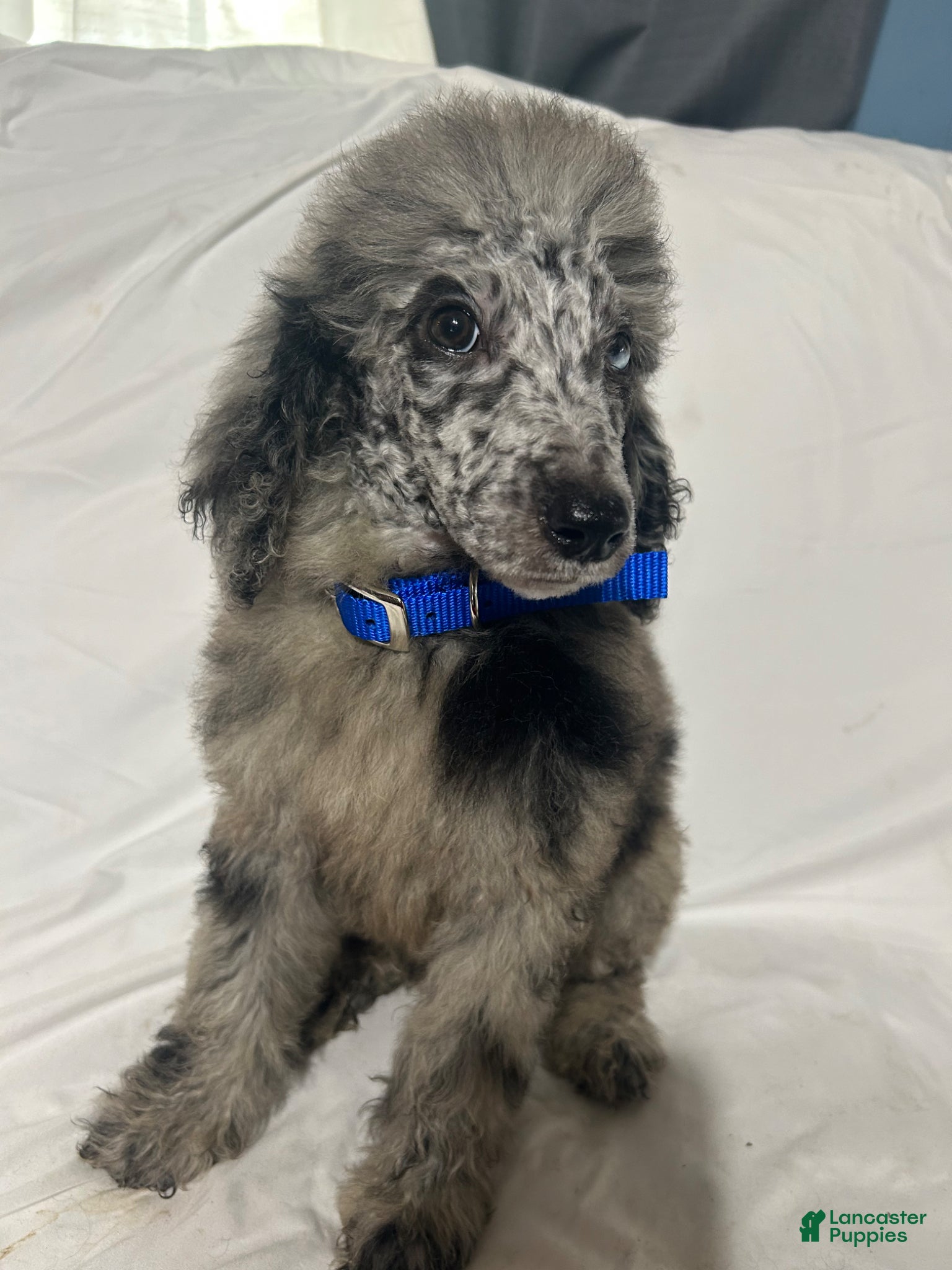 Standard Poodle dogs Standard Poodle Puppy 4 - Ad 2