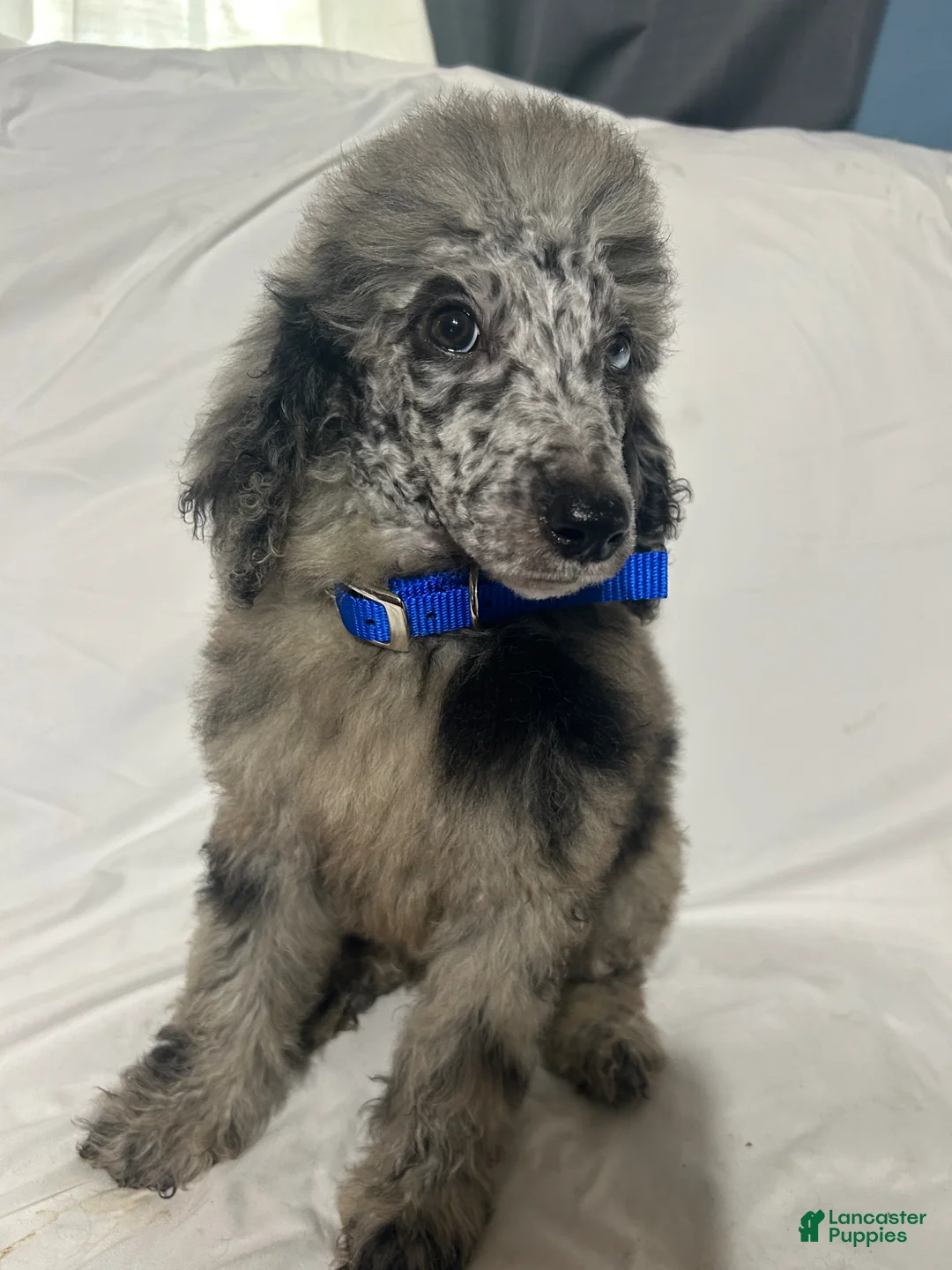 Standard Poodle dogs for sale: Standard Poodle Puppy 4 - Ad 2