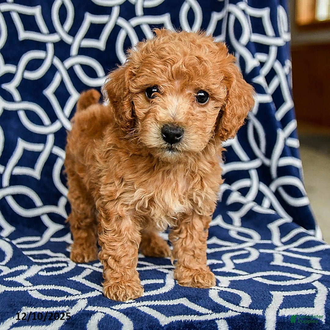 Bichpoo dogs for sale: Rex - Ad 1