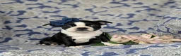 Boston Terrier dogs for sale: Elsie - Ad 4