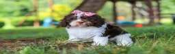 Cavapoo dogs for sale: Chloe - Ad 8