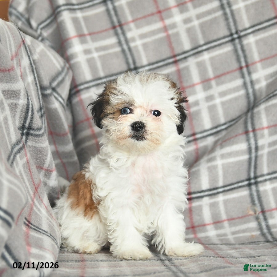 Mixed Breed dogs Quest - Ad 5