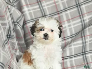 Mixed Breed dogs Quest - Ad 5