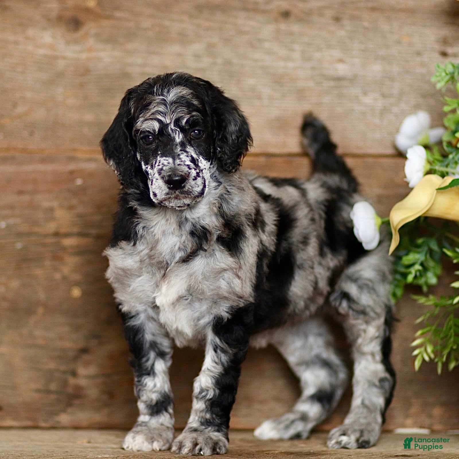Standard Poodle dogs Tiffany - Ad 1