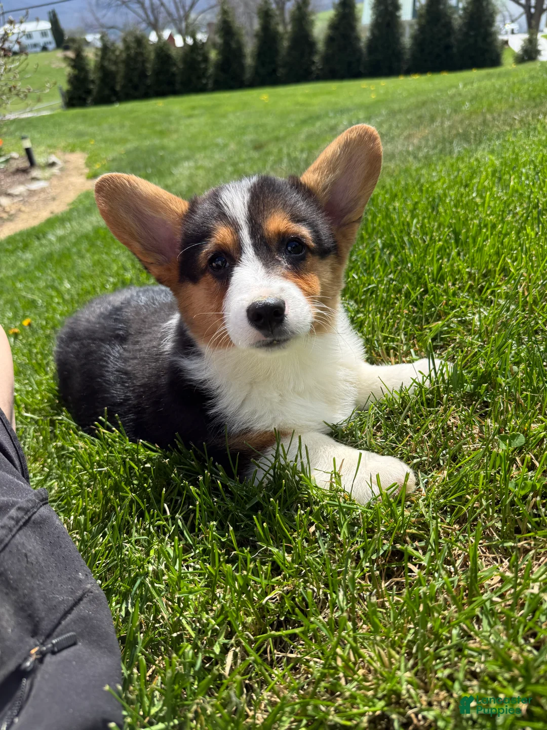 American Corgi dogs for sale: American Corgi Puppy 3 - Ad 2