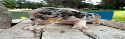 English Bulldog dogs for sale: Venom - Ad 6