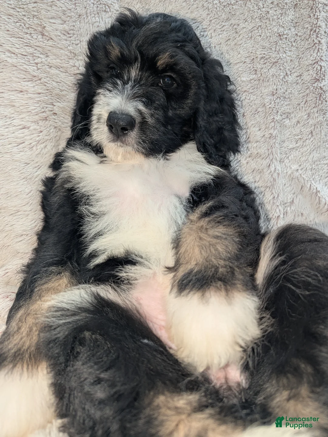 Mixed Breed dogs for sale: Lina - Ad 4