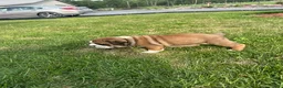English Bulldog dogs for sale: Becca - Ad 6