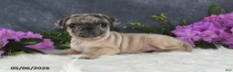 Pug dogs for sale: Gracelyn - Ad 13
