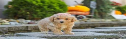 Maltipoo dogs for sale: Posie - Ad 4