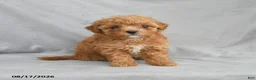 Bichpoo dogs for sale: Zoey - Ad 6