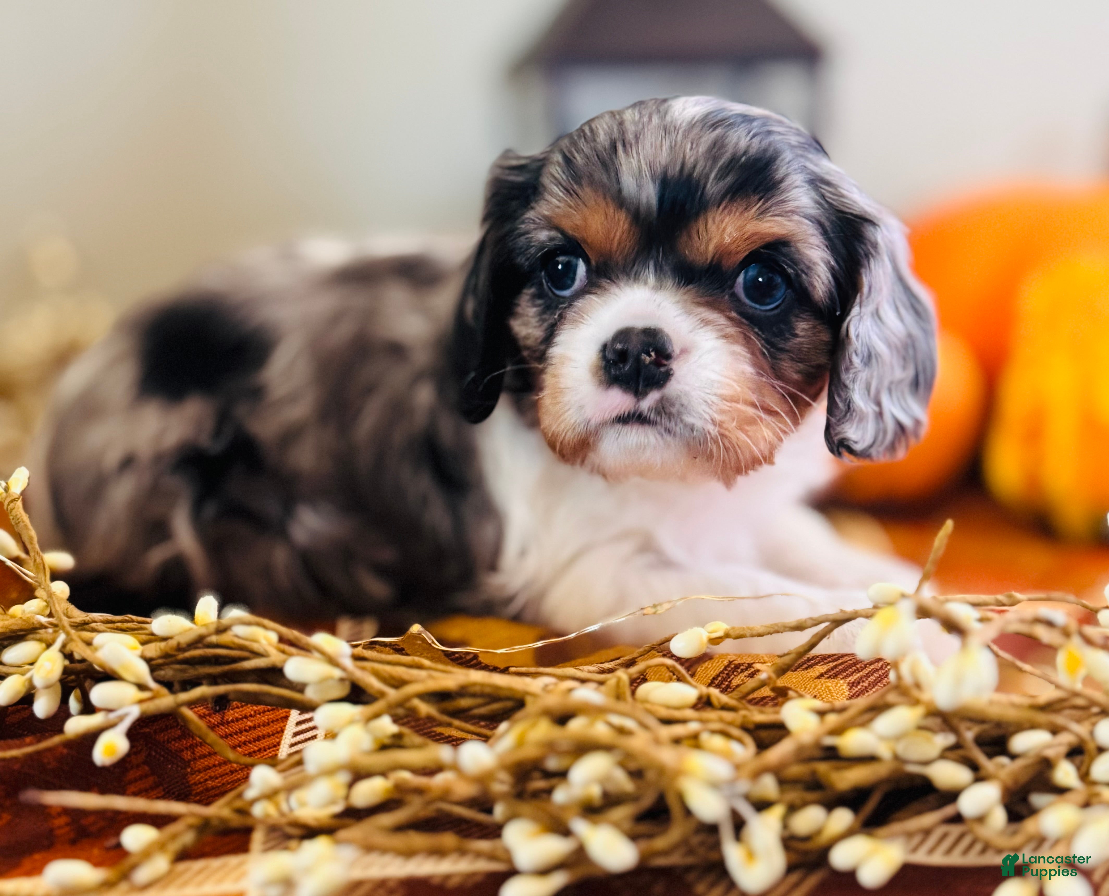 Cavalier King Charles Spaniel dogs Pearl  - Ad 15