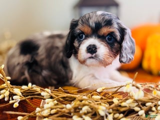 Cavalier King Charles Spaniel dogs Pearl - Ad 25