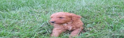 Mini Goldendoodle dogs for sale: Ginger - Ad 8