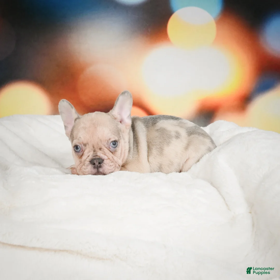 French Bulldog dogs for sale: Axel - Ad 20