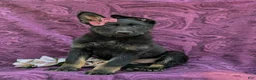 German Shepherd dogs for sale: Sabrina - Ad 2