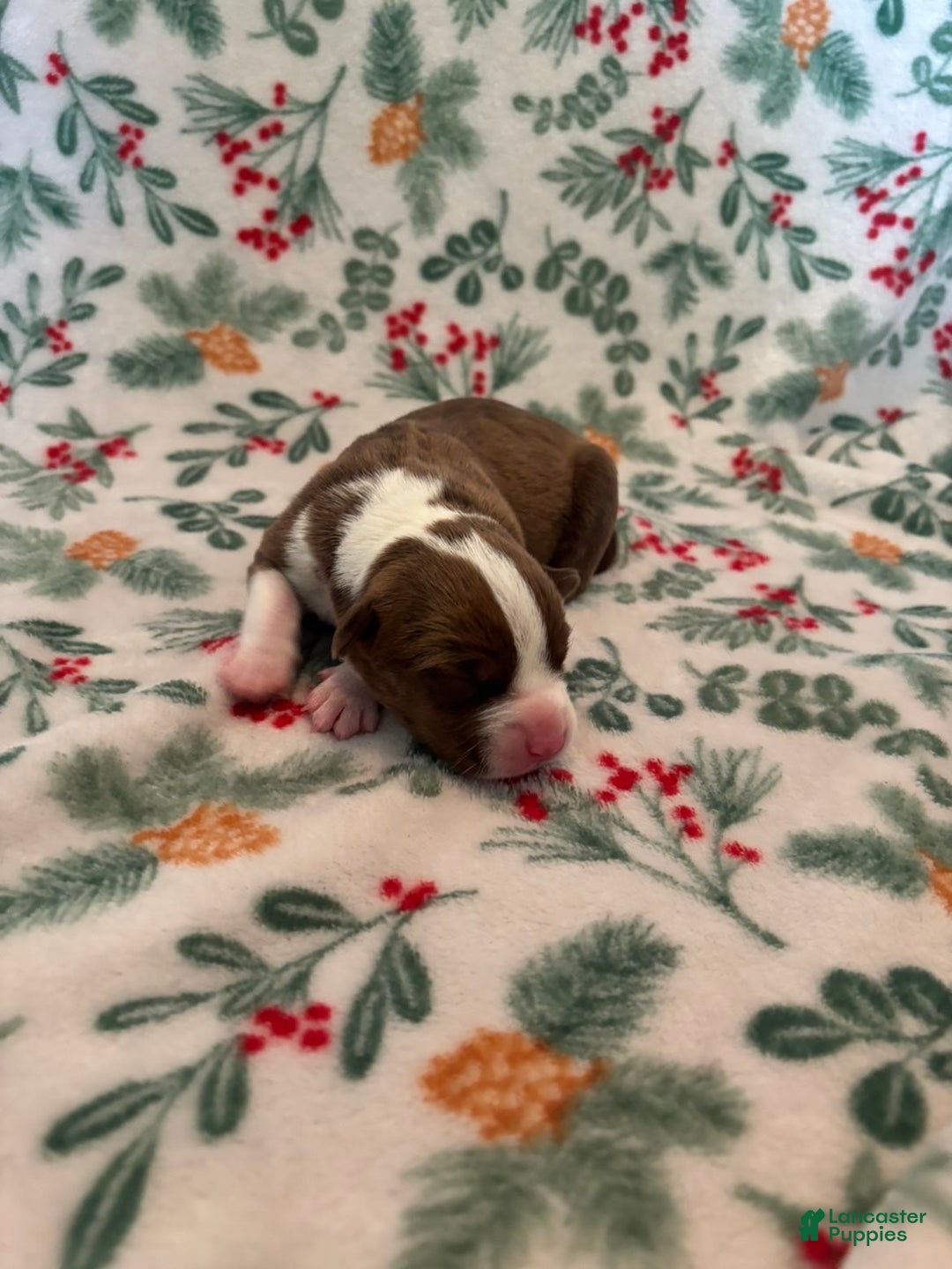 Mixed Breed dogs for sale: Dawn - Ad 1