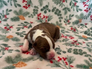 Mixed Breed dogs Dawn - Ad 10