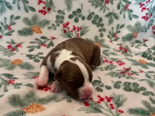 Mixed Breed dogs Dawn - Ad 17