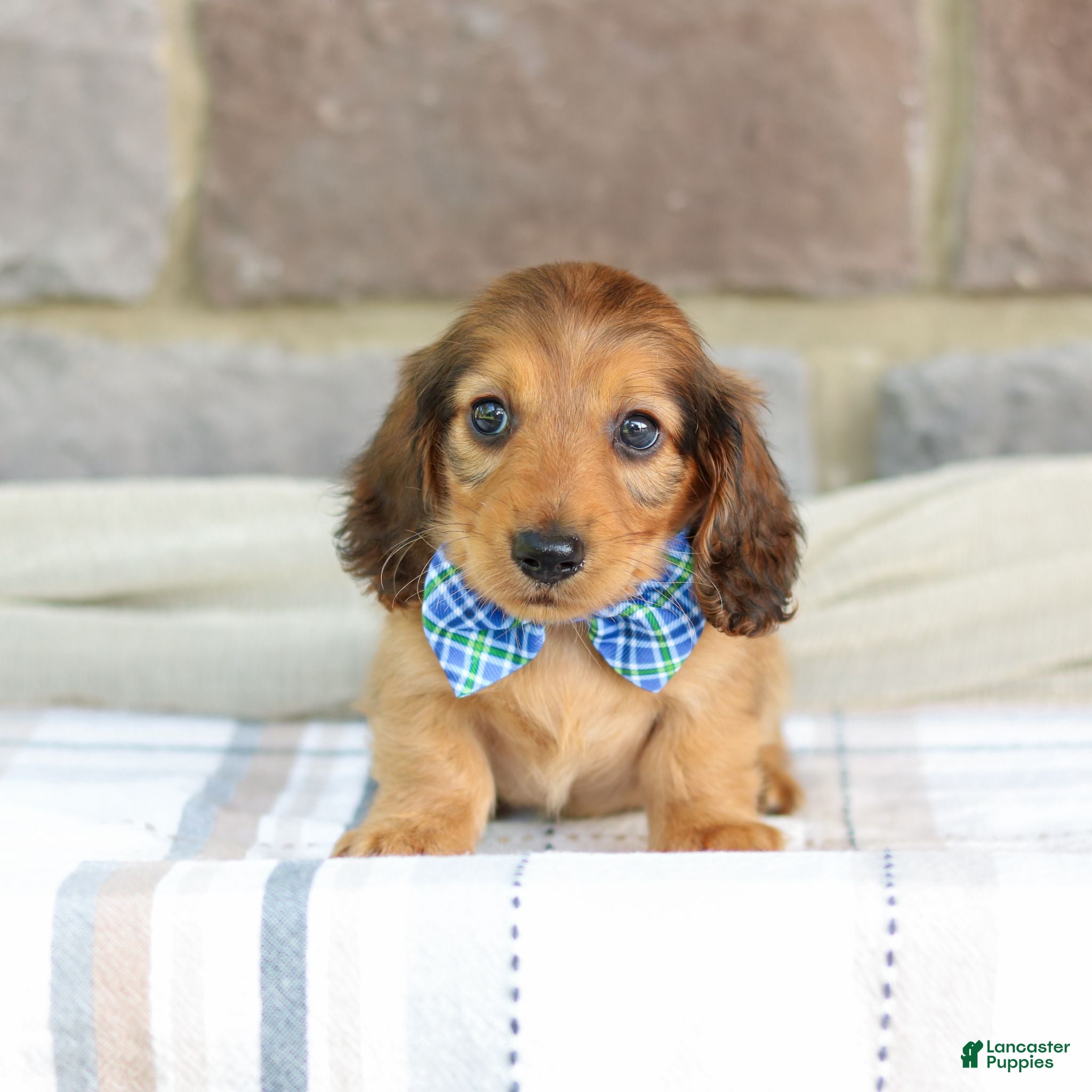 Miniature Dachshund dogs Ozzy - Ad 1