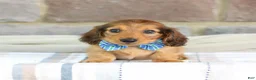 Miniature Dachshund dogs for sale: Ozzy - Ad 1
